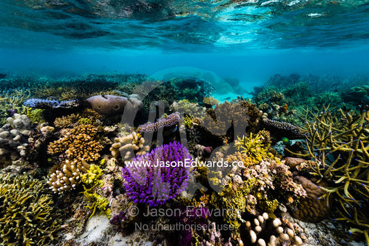 A bright purple hard coral sprouting from a flourishing tropical reef in shallow water. Fergusson Island, D'Entrecasteaux Islands, Papua New Guinea.