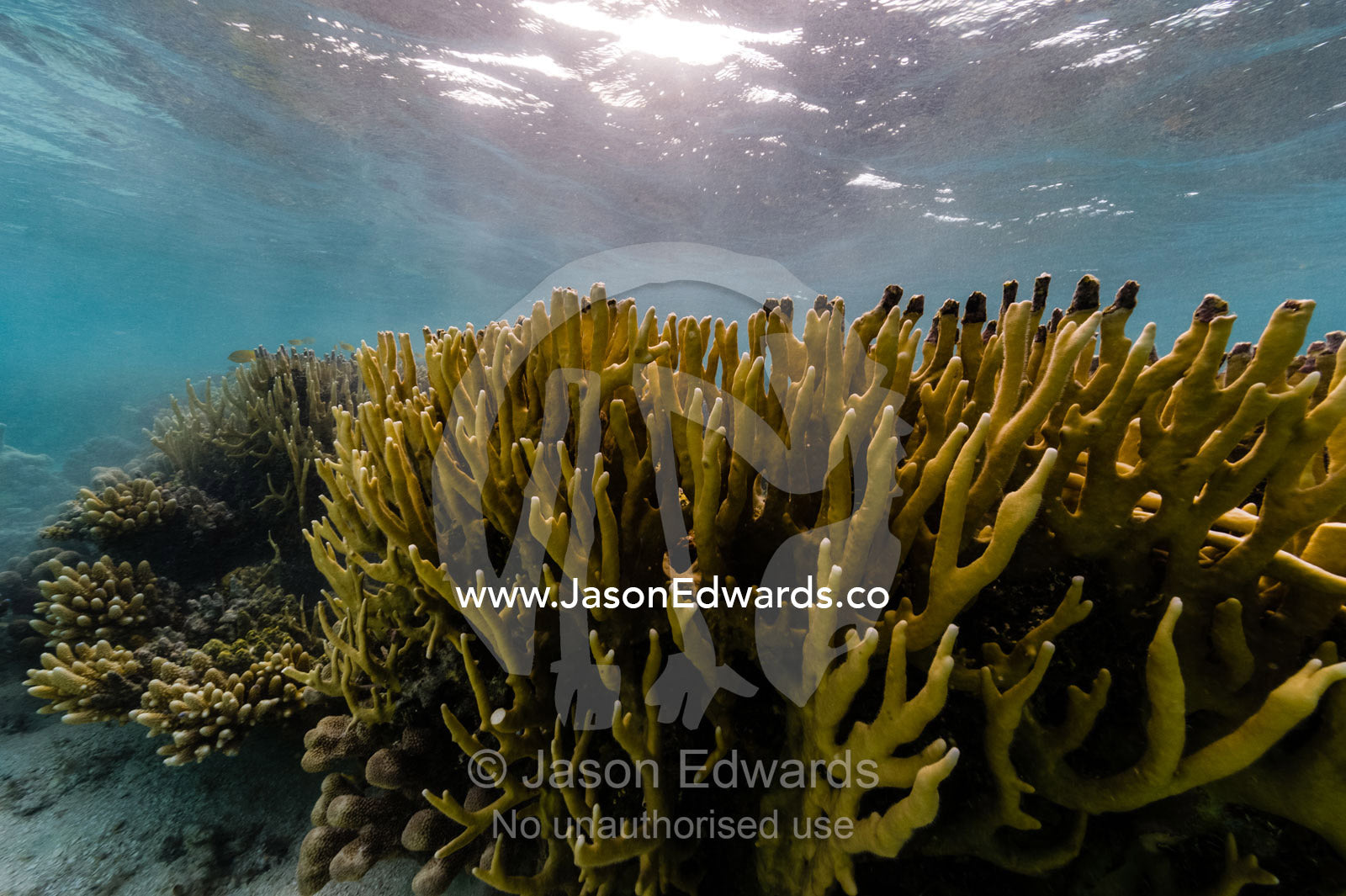 Dappled sunlight falling on a Fire Coral colony in shallow tropical seas. Fergusson Island, D'Entrecasteaux Islands, Papua New Guinea.