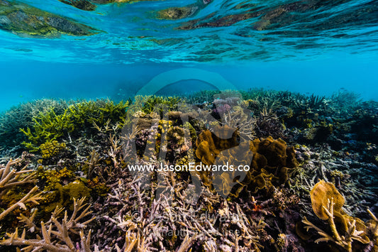 A flourishing coral reef in shallow tropical seas. Fergusson Island, D'Entrecasteaux Islands, Papua New Guinea.
