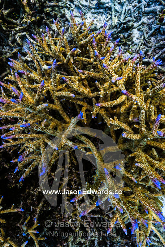 A Staghorn Coral colony with bright blue tips on a tropical reef. Fergusson Island, D'Entrecasteaux Islands, Papua New Guinea.