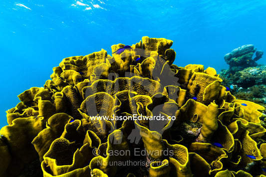 The twisted and wave-like folds of an enormous Vase Coral colony emerging from the ocean floor in a tropical reef. Fergusson Island, D'Entrecasteaux Islands, Papua New Guinea.