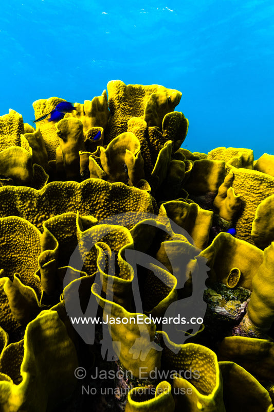 The twisted and wave-like folds of an enormous Vase Coral colony emerging from the ocean floor in a tropical reef. Fergusson Island, D'Entrecasteaux Islands, Papua New Guinea.