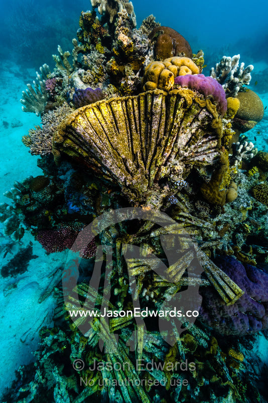 The exposed skeleton of a Brain Coral on a tropical reef with live corals nearby. Fergusson Island, D'Entrecasteaux Islands, Papua New Guinea.