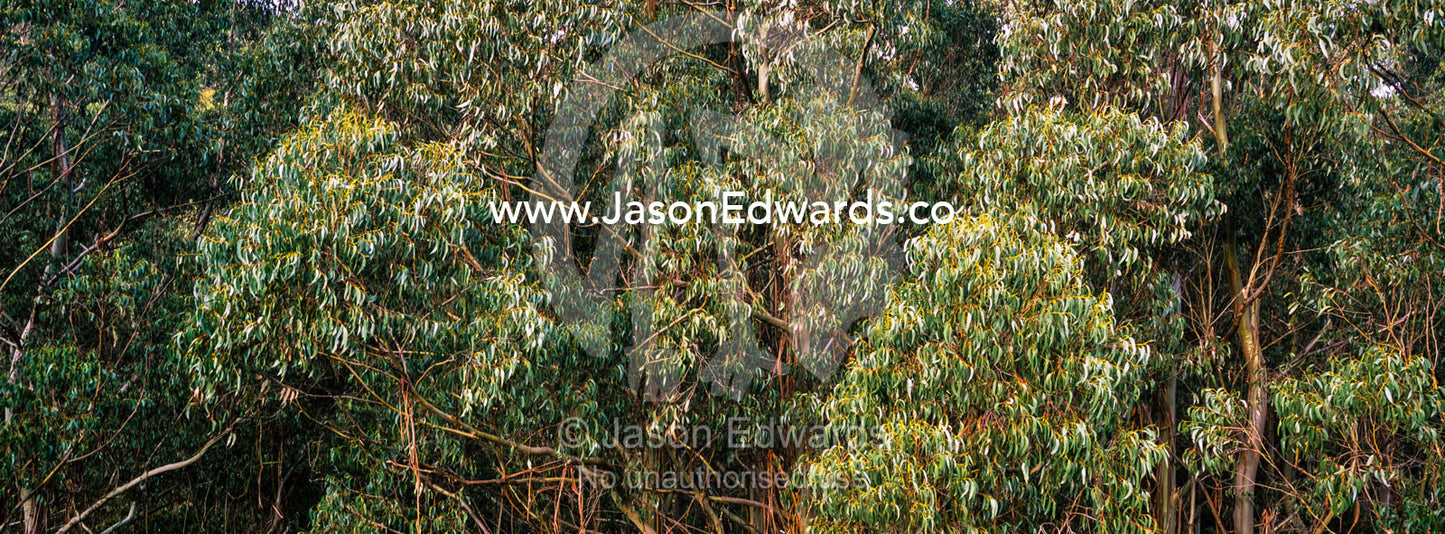 The leaf canopy of a Mountain Ash forest. Otway Fly Treetop Adventures, Weeaproinah, Victoria, Australia.