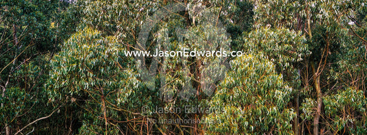 The leaf canopy of a Mountain Ash forest. Otway Fly Treetop Adventures, Weeaproinah, Victoria, Australia.