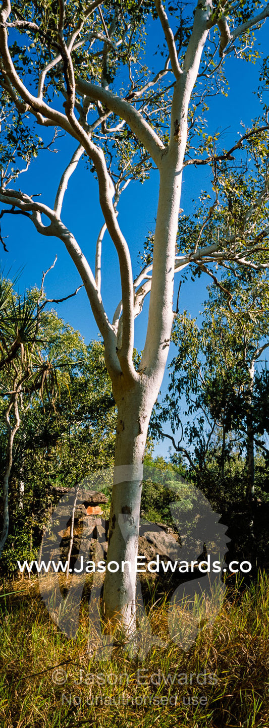 Dry Spear Grass around the base of Ghost Gums. Ubirr, Kakadu National Park, Northern Territory, Australia.
