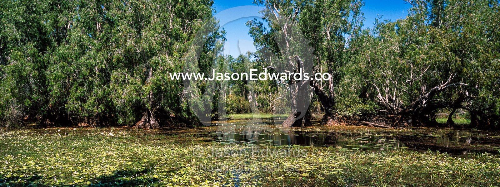 A flooded Paperbark swamp is the perfect habitat for a Saltwater Crocodile. Cooinda, Kakadu National Park, Northern Territory, Australia.