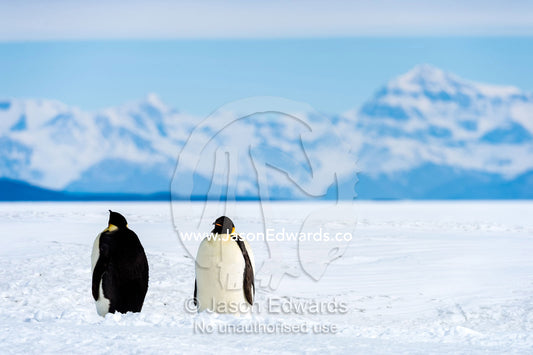 A pair of Emperor Penguins on the vast frozen plain of the Ross Ice Shelf. Ross Ice Shelf, Royal Society Range, Ross Island, Antarctica.