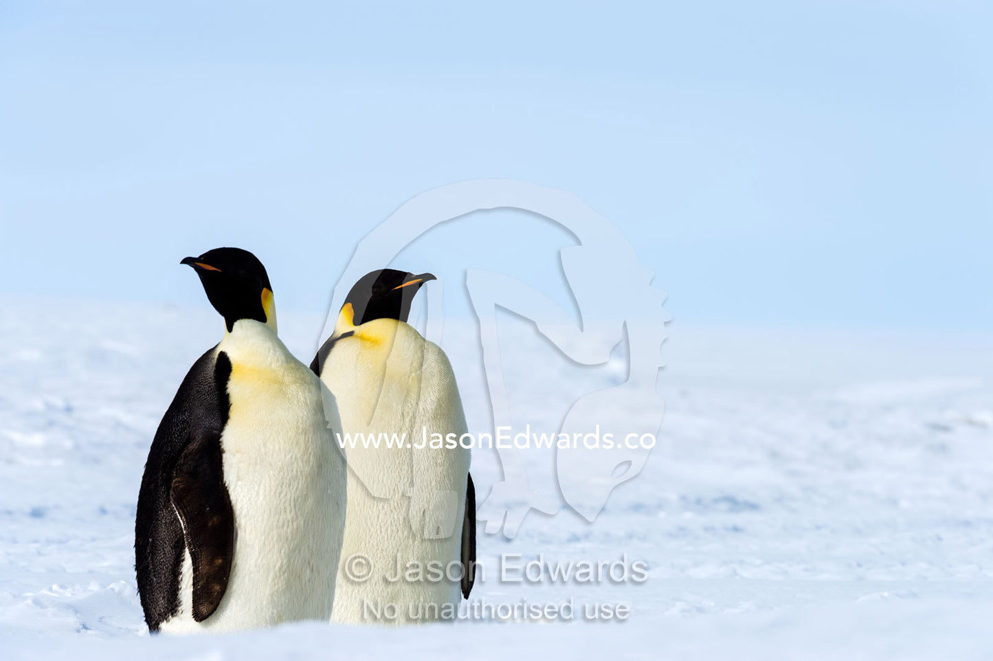 A pair of Emperor Penguins on the vast frozen plain of the Ross Ice Shelf. Ross Ice Shelf, Ross Island, Antarctica.