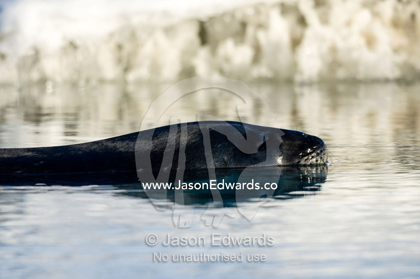 A Weddell Seal swimming in a hole in melting sea ice. Scott Base, Pram Point, Hut Point Peninsula, Ross Island, Antarctica.