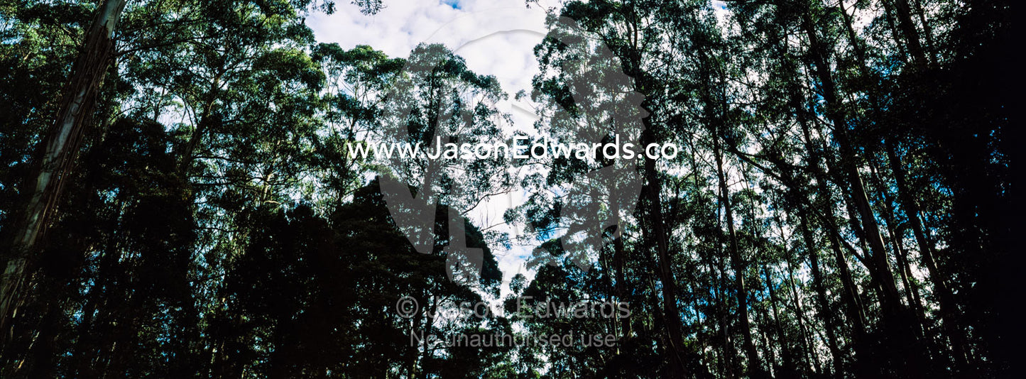 The towering trunks and canopy of a Mountain Ash forest the tallest flowering plant in the world. Otway Fly Treetop Adventures, Weeaproinah, Victoria, Australia.