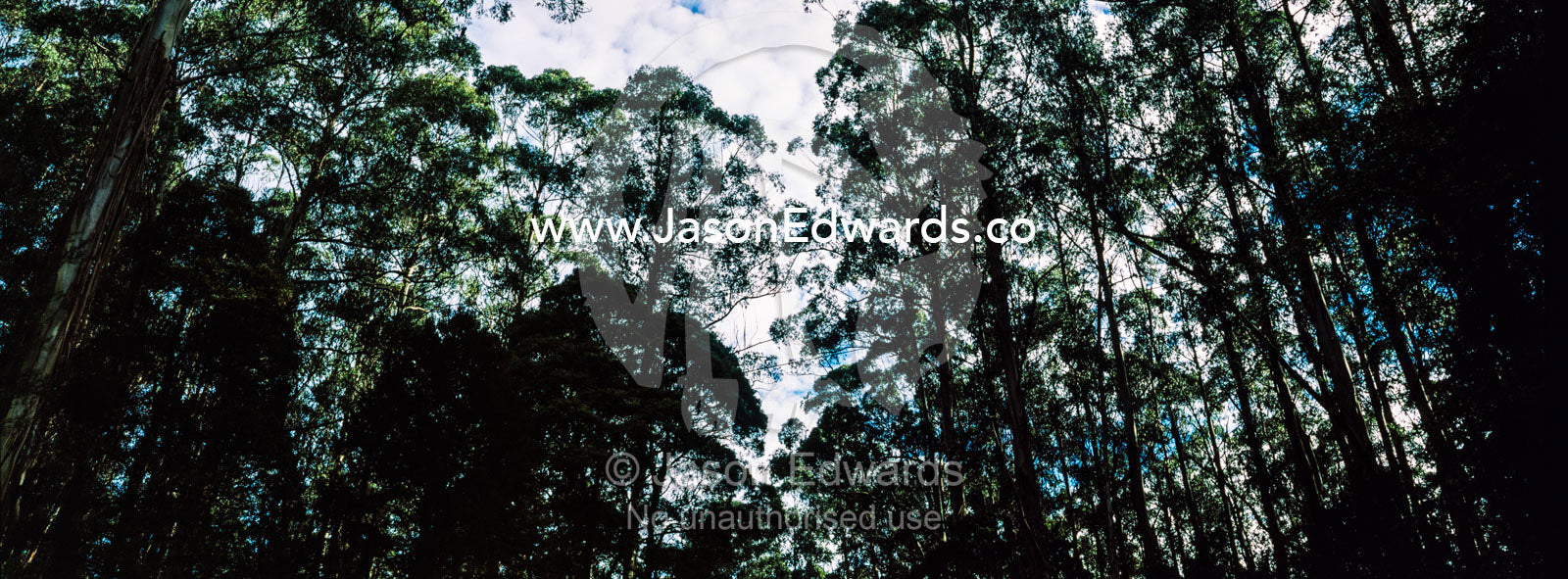 The towering trunks and canopy of a Mountain Ash forest the tallest flowering plant in the world. Otway Fly Treetop Adventures, Weeaproinah, Victoria, Australia.