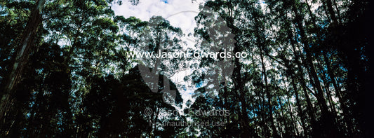 The towering trunks and canopy of a Mountain Ash forest the tallest flowering plant in the world. Otway Fly Treetop Adventures, Weeaproinah, Victoria, Australia.