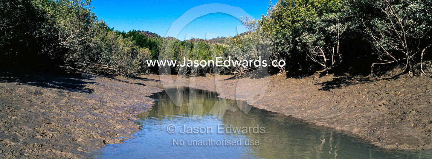 The mud banks of a mangrove forest exposed at low tide. Porosus Creek, Hunter River, Kimberley Coast, Western Australia, Australia.