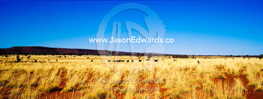 Wild horses known as brumbies migrating through the desert in search of water. Ipolera Out Station, Hermannsburg, Northern Territory, Australia.
