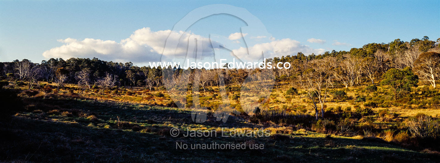A sub alpine valley with a Snow Gum woodland and grassy understory. Ghost Gully, Kosciuszko National Park, New South Wales, Australia.