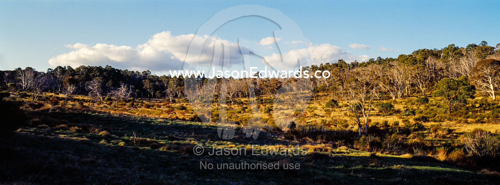 A sub alpine valley with a Snow Gum woodland and grassy understory. Ghost Gully, Kosciuszko National Park, New South Wales, Australia.
