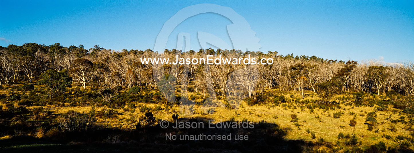 A sub alpine valley with a Snow Gum woodland and grassy understory. Ghost Gully, Kosciuszko National Park, New South Wales, Australia.