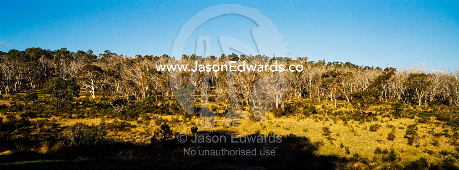 A sub alpine valley with a Snow Gum woodland and grassy understory. Ghost Gully, Kosciuszko National Park, New South Wales, Australia.