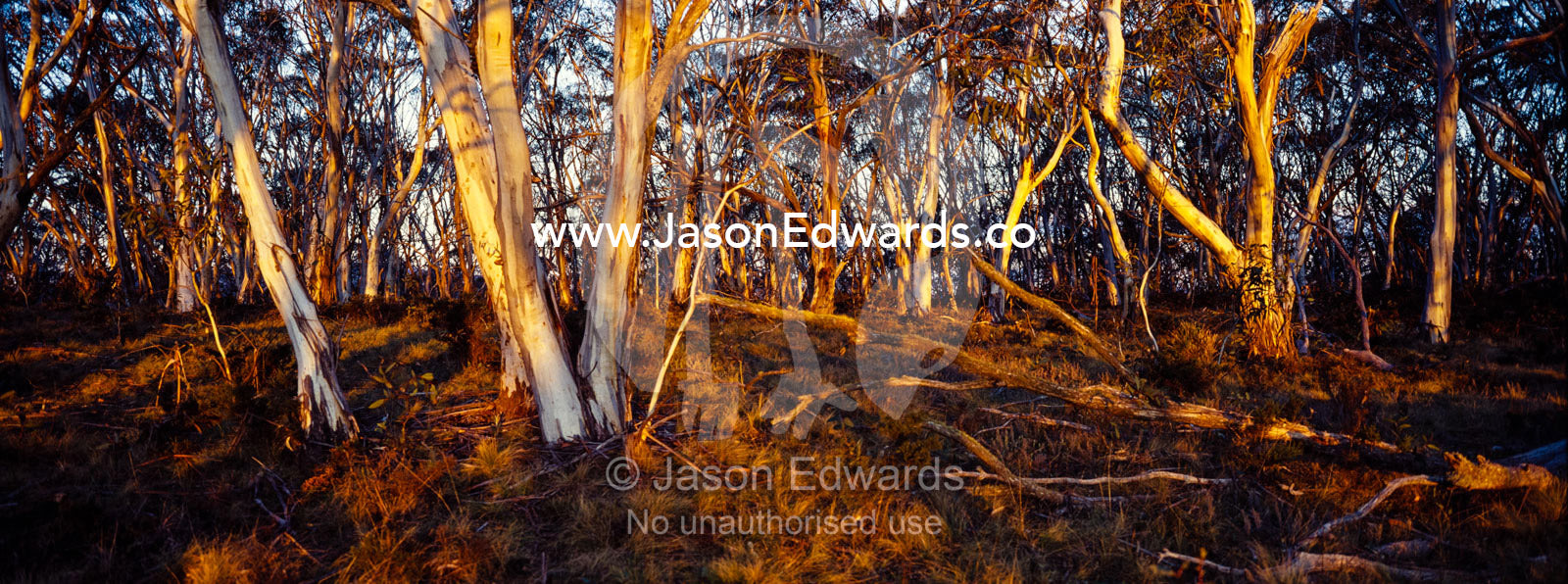 Sunset paints the tree trunks of a Snow Gum woodland and grassland understory in shades of pastel. Kosciuszko National Park, New South Wales, Australia.