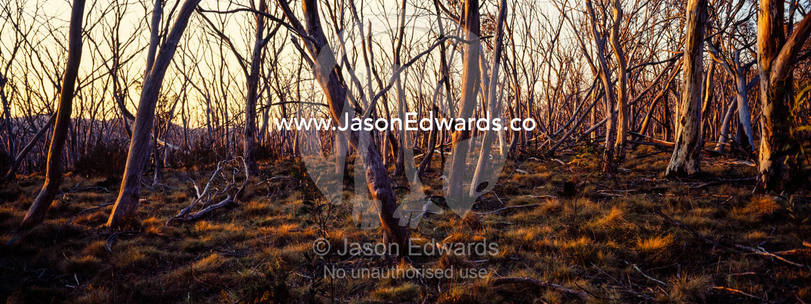 Sunset paints the tree trunks of a Snow Gum woodland and grassland understory in shades of pastel. Kosciuszko National Park, New South Wales, Australia.