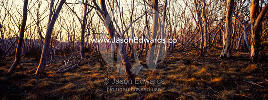 Sunset paints the tree trunks of a Snow Gum woodland and grassland understory in shades of pastel. Kosciuszko National Park, New South Wales, Australia.