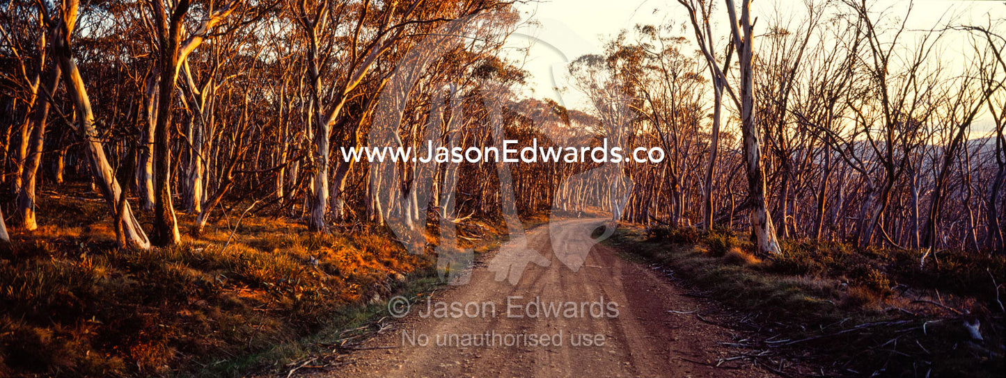 A dirt road passes through a Snow Gum woodland turning shades of pastel at sunset. Kosciuszko National Park, New South Wales, Australia.