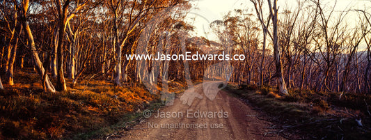 A dirt road passes through a Snow Gum woodland turning shades of pastel at sunset. Kosciuszko National Park, New South Wales, Australia.