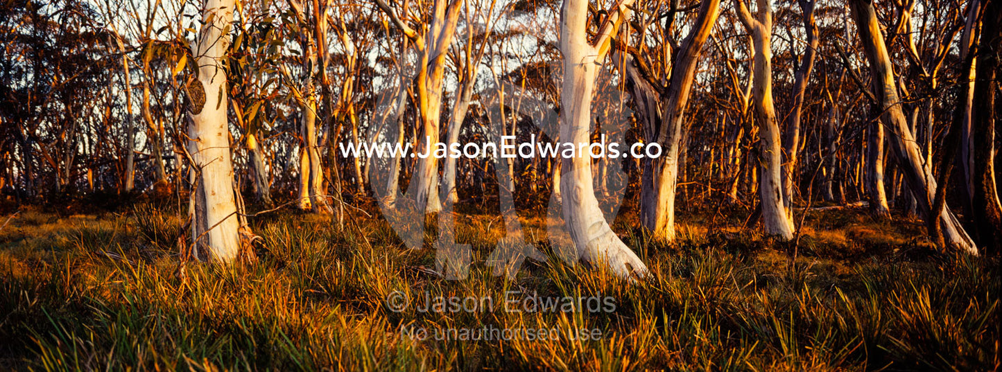 Sunset paints the tree trunks of a Snow Gum woodland and grassland understory in shades of pastel. Kosciuszko National Park, New South Wales, Australia.