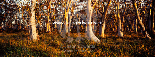 Sunset paints the tree trunks of a Snow Gum woodland and grassland understory in shades of pastel. Kosciuszko National Park, New South Wales, Australia.