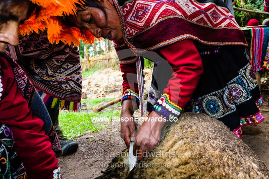 A woman wears a traditional Lliclla shearing sheep wool with a knife. Peru.
