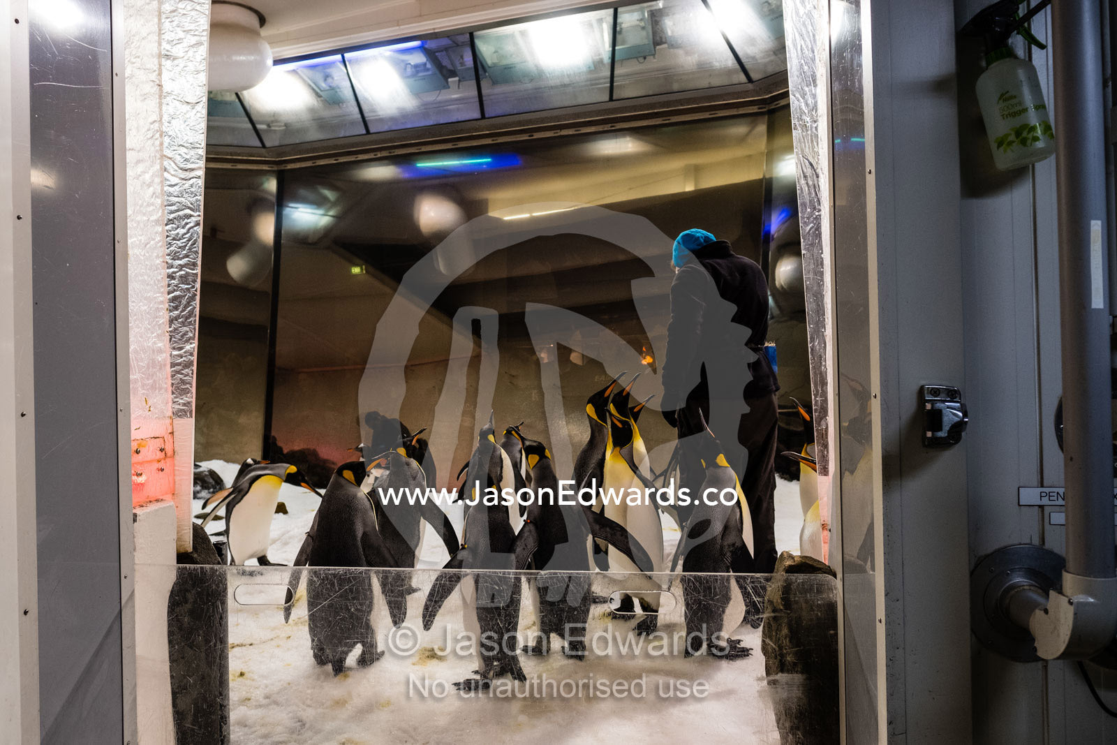A zookeeper feeding king penguins at an aquarium. Melbourne, Victoria, Australia.