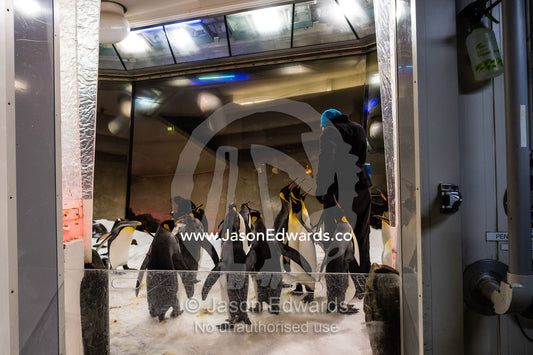A zookeeper feeding king penguins at an aquarium. Melbourne, Victoria, Australia.
