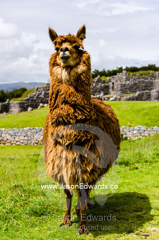 The soft wool of a Llama in the ancient ruins of an Inca citadel. Cusco, Peru.