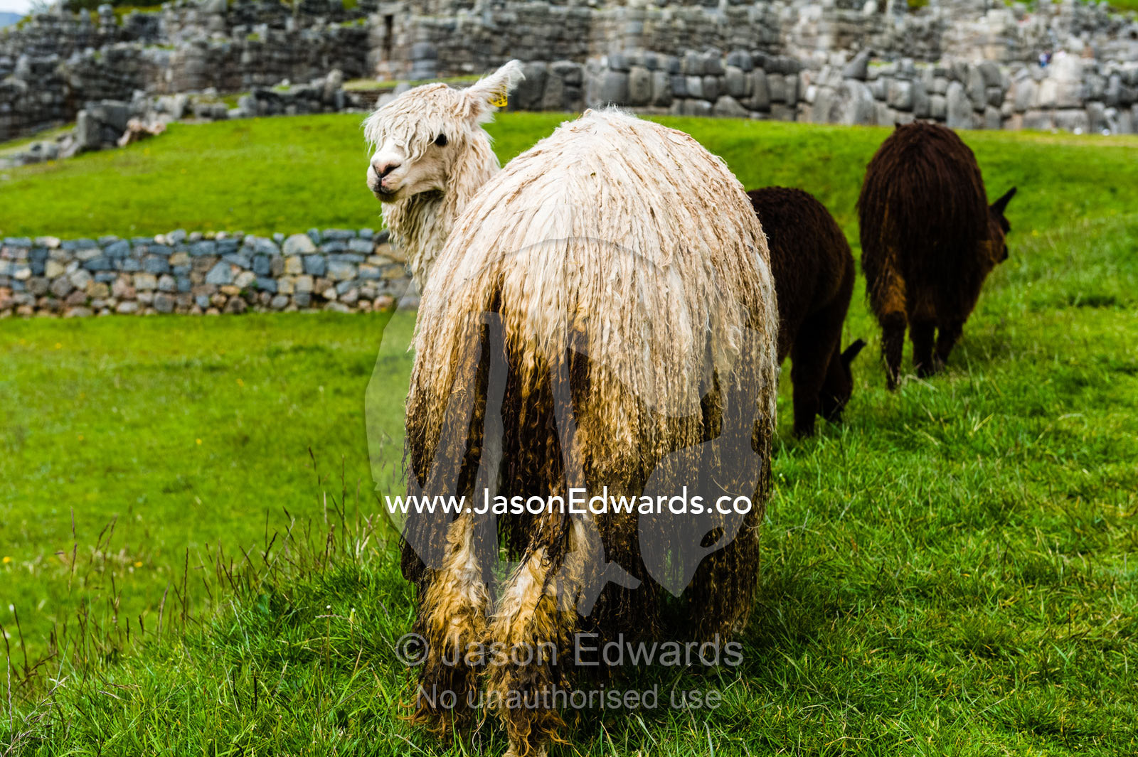 The matted soft wool of a Lama in the ancient ruins of an Inca citadel. Cusco, Peru.