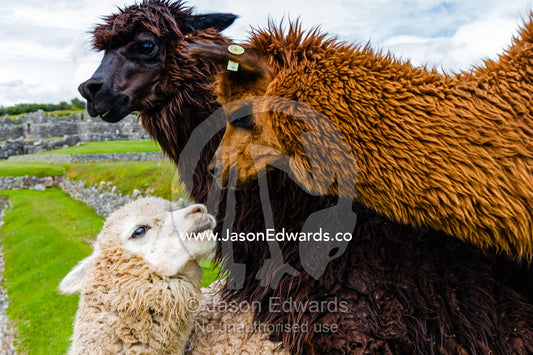 A group of Lama mating in the ancient ruins of an Inca citadel. Cusco, Peru.