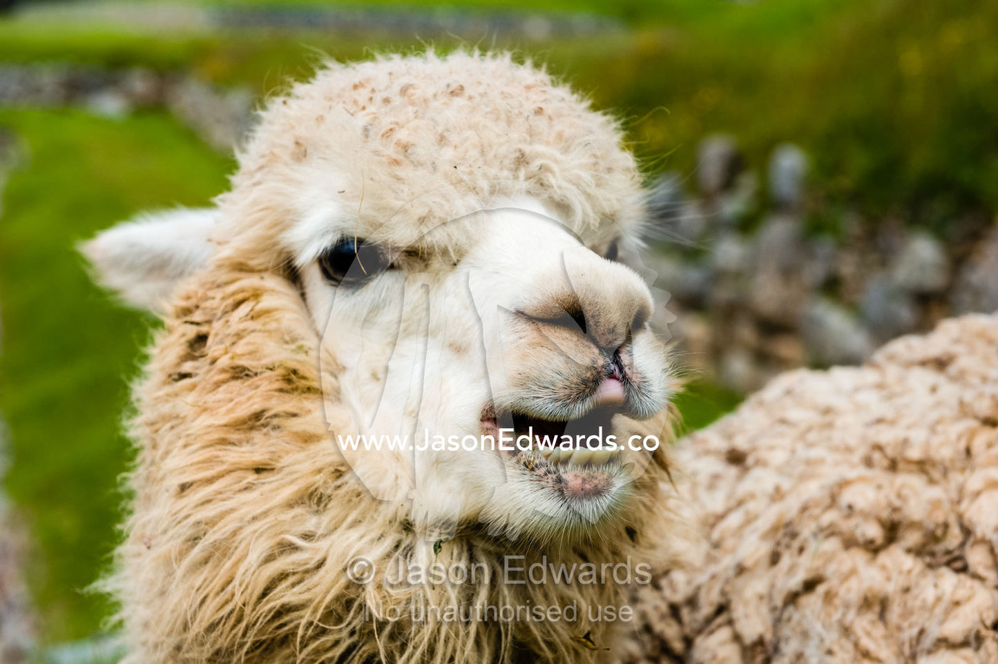 The teeth, muzzle and nostrils of a Lama in the ancient ruins of an Inca citadel. Cusco, Peru.