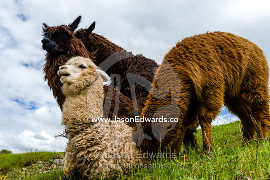 A group of Lama mating. Cusco, Peru.