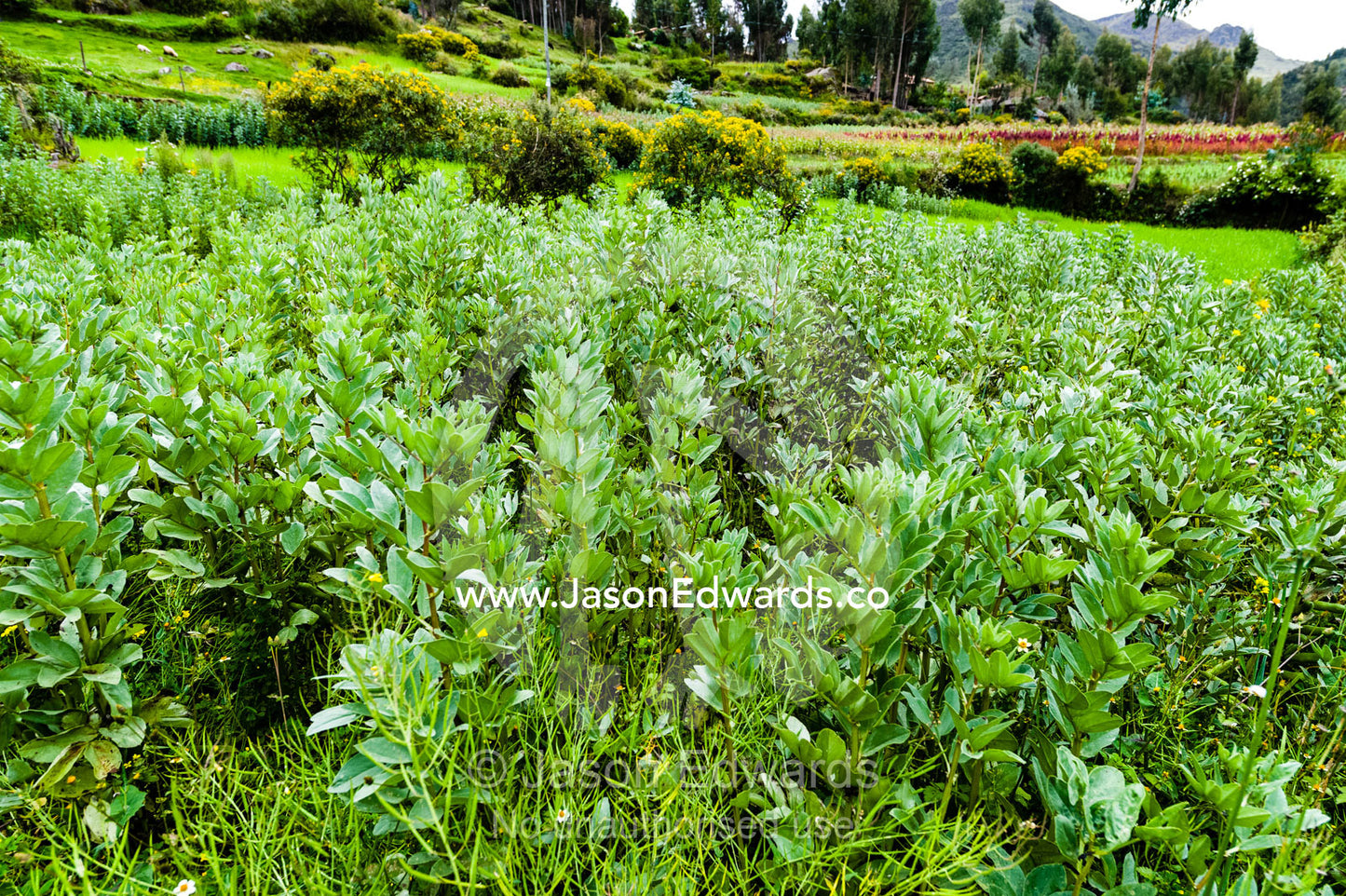 A field of quinoa in an Andes mountain village. Pisac, Peru.