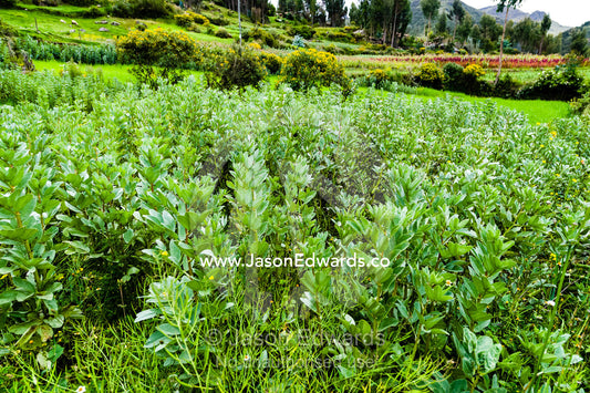 A field of quinoa in an Andes mountain village. Pisac, Peru.