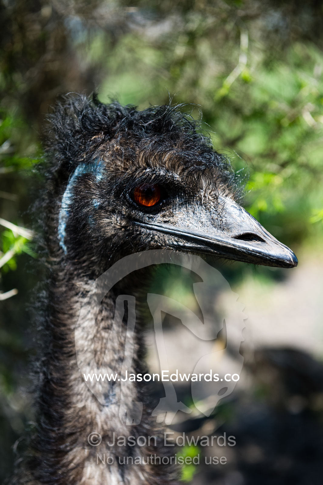 The large powerful beak of an Emu. Victoria, Australia.