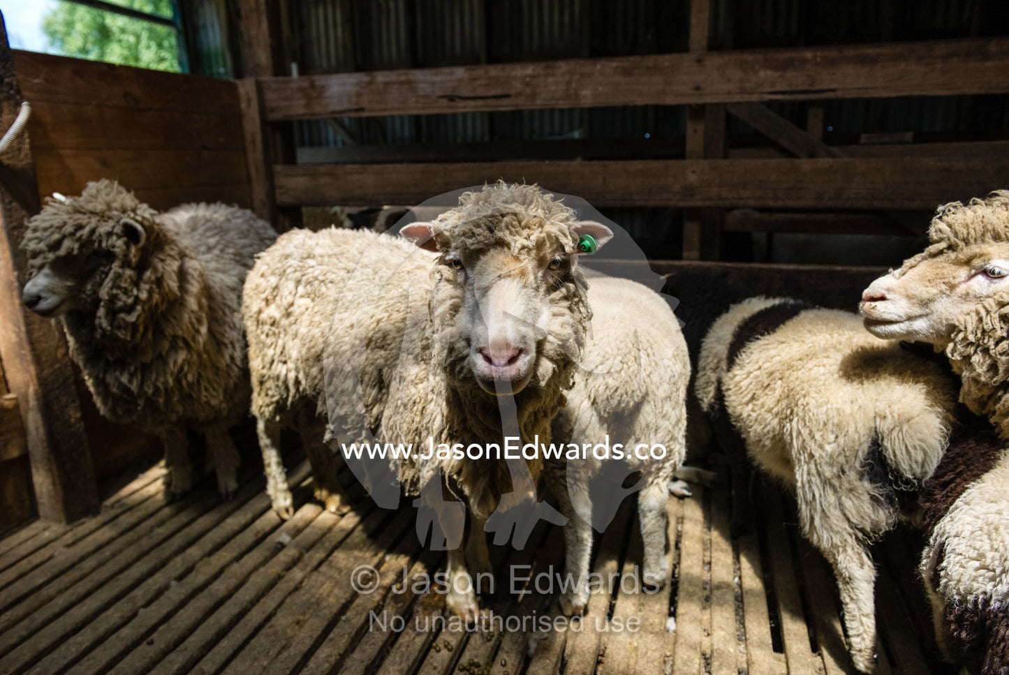 Sheep waiting for the farm shearer to shear their wool in a shearing shed. Victoria, Australia.
