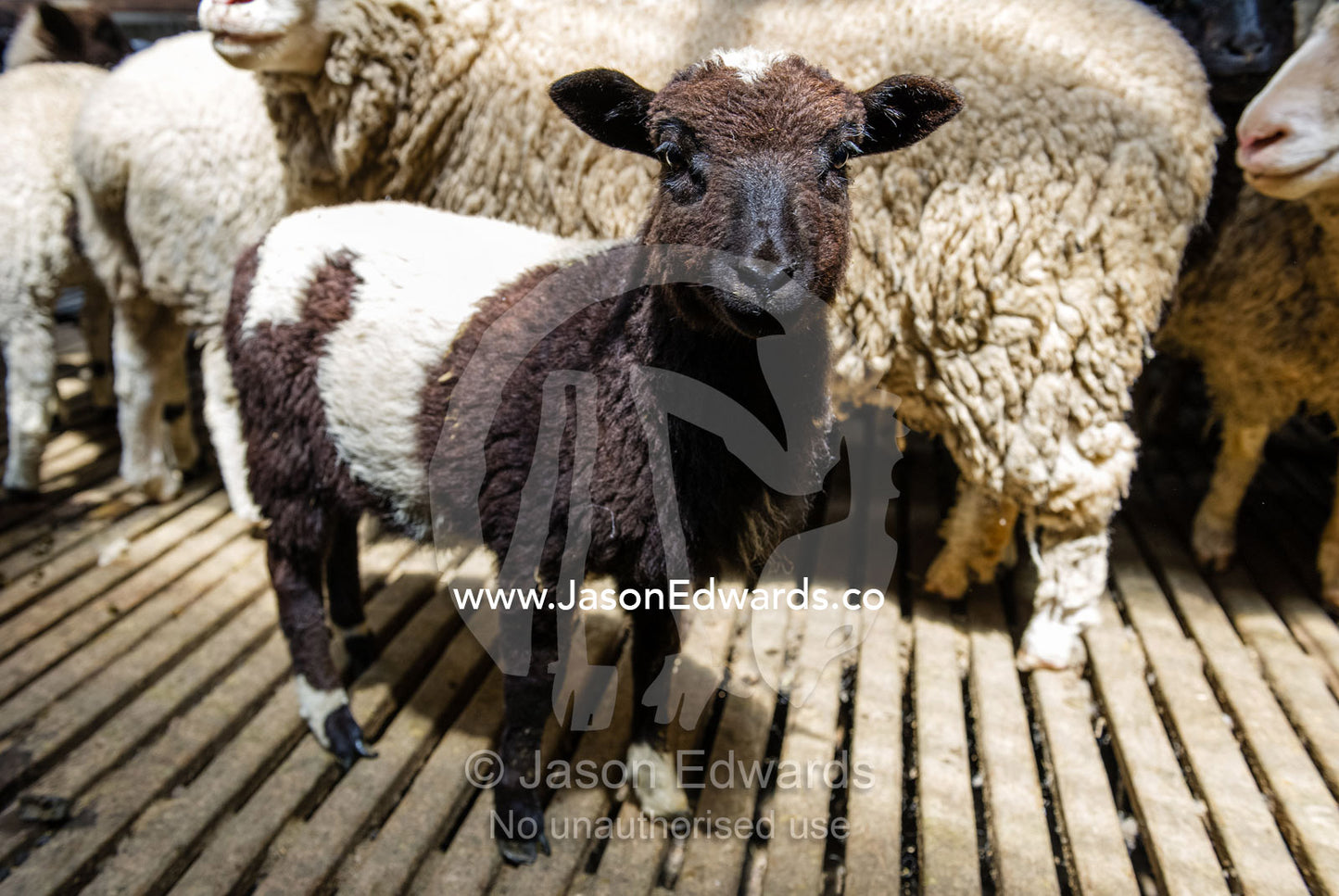 A lamb waiting for the farm shearer to shear their wool in a shearing shed. Victoria, Australia.
