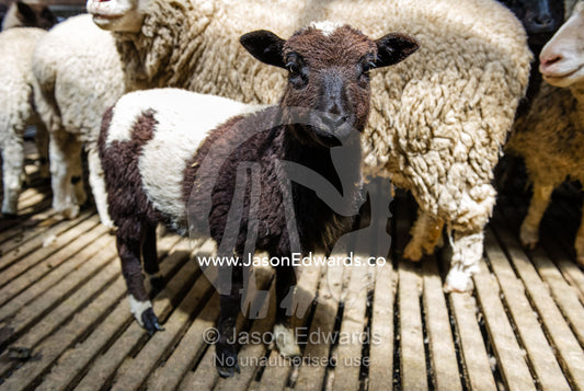 A lamb waiting for the farm shearer to shear their wool in a shearing shed. Victoria, Australia.