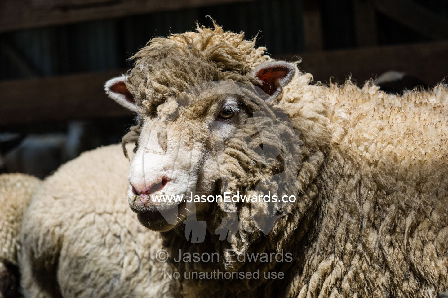 Sheep waiting for the farm shearer to shear their wool in a shearing shed. Victoria, Australia.