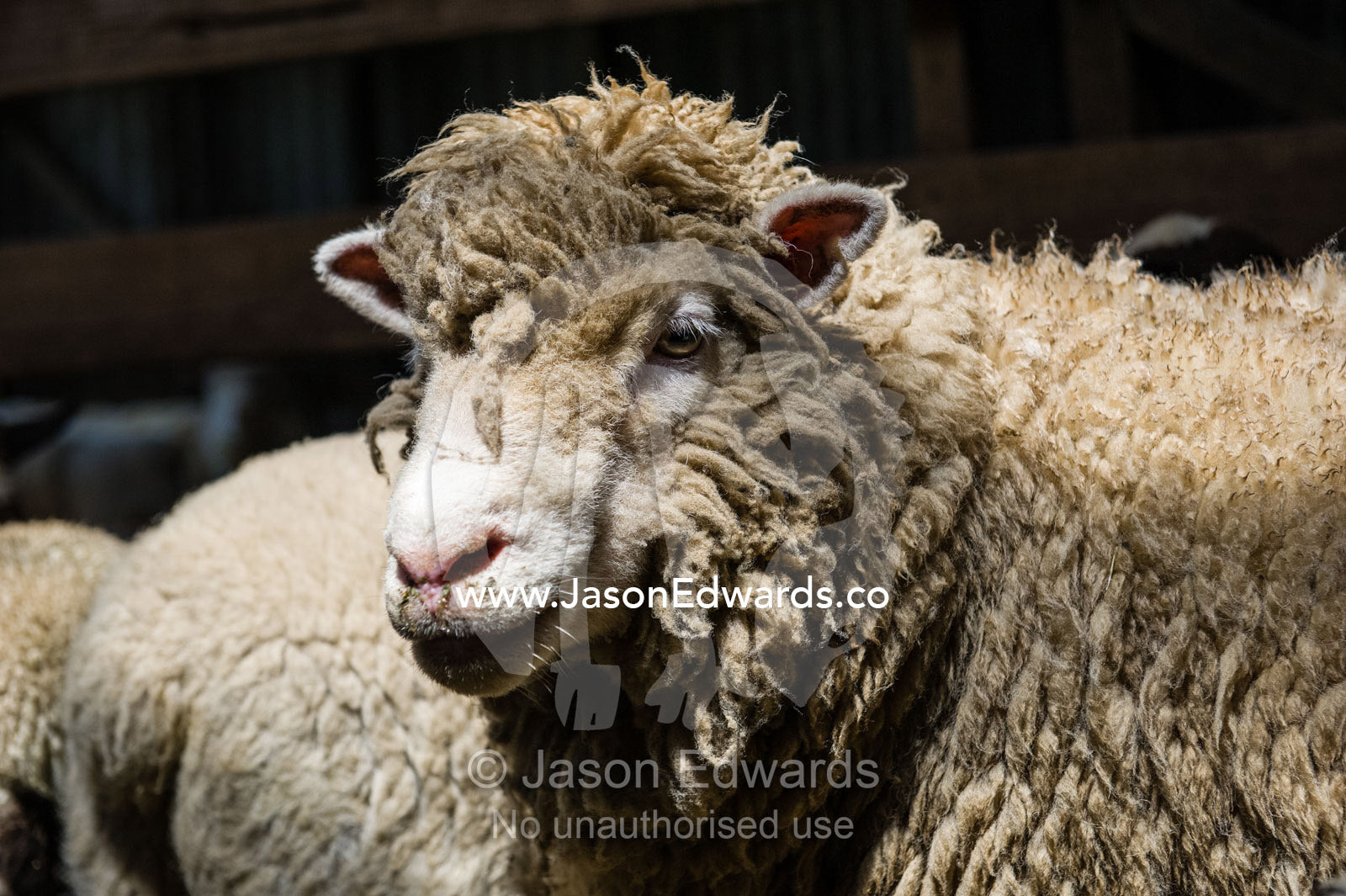 Sheep waiting for the farm shearer to shear their wool in a shearing shed. Victoria, Australia.