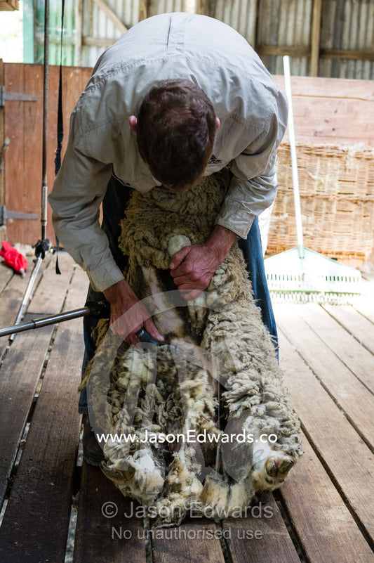 A shearer shears the wool from a sheep in a shearing shed. Victoria, Australia.
