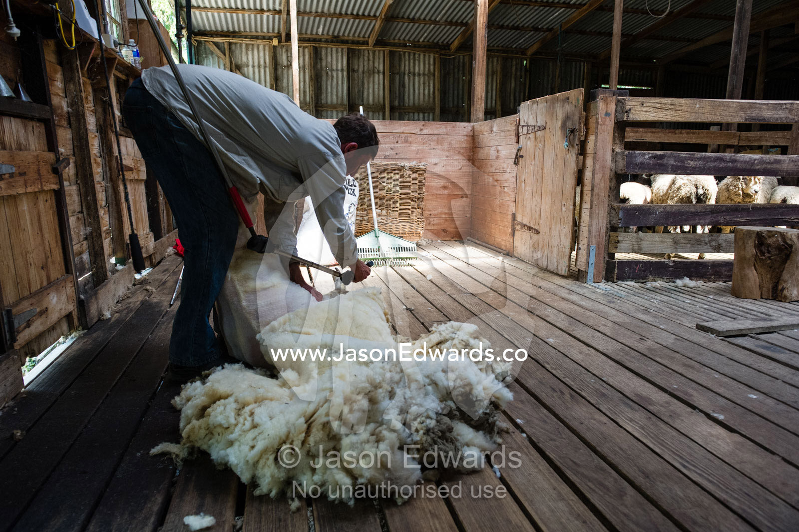 A shearer shears the wool from a sheep in a shearing shed. Victoria, Australia.
