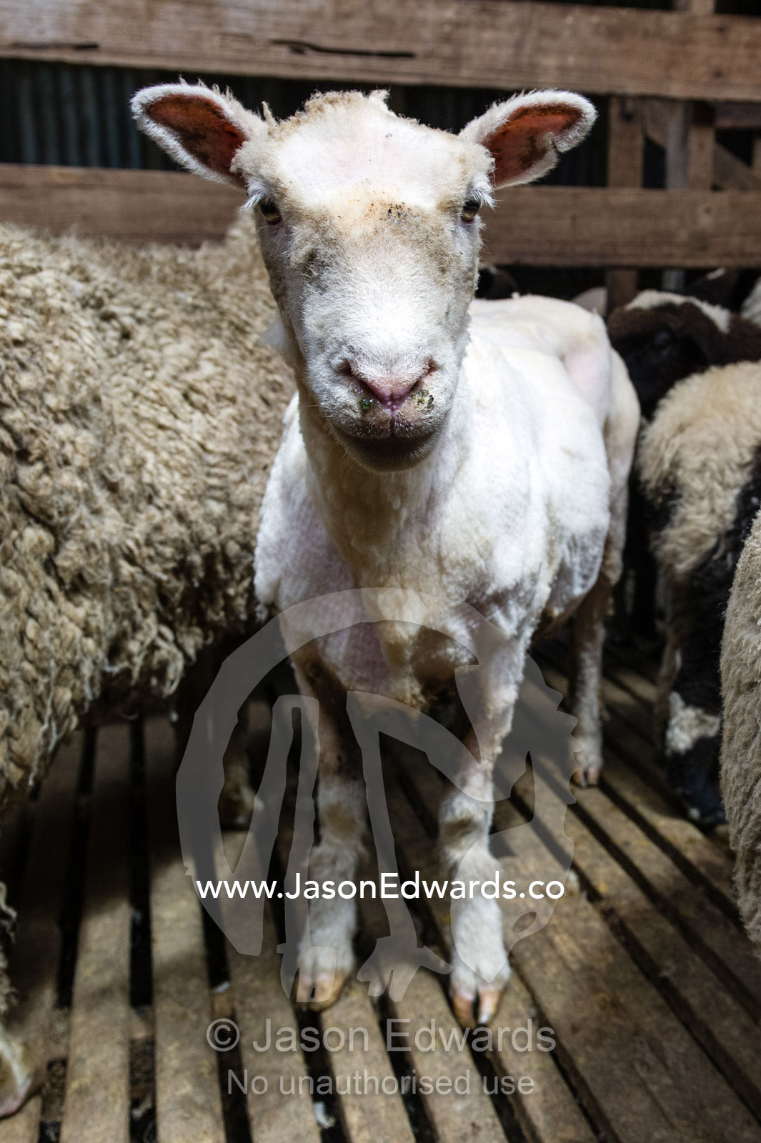 A sheep after it has been shawn of wool in a corral with woolly sheep. Victoria, Australia.