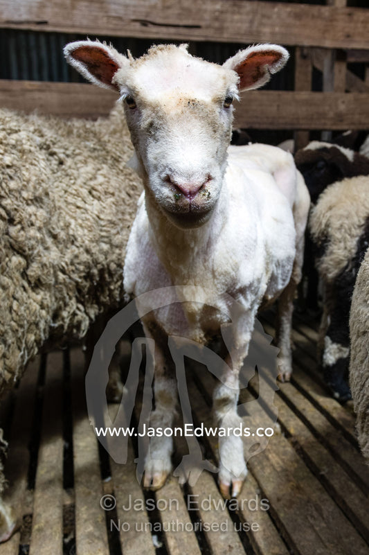 A sheep after it has been shawn of wool in a corral with woolly sheep. Victoria, Australia.